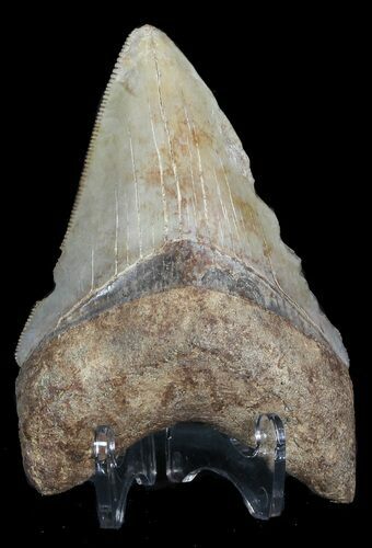 Serrated, Fossil Megalodon Tooth - Georgia #45996